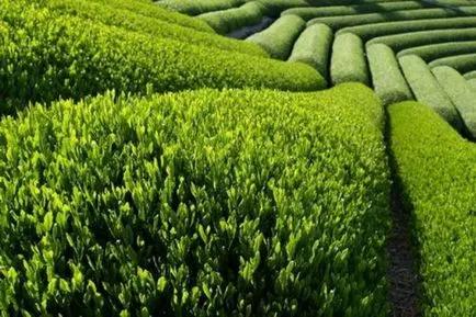 13 cele mai utile plante din lume (proprietățile benefice) 13 cele mai utile plante din lume