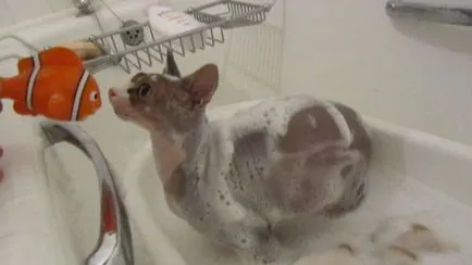 26 pisici haioase care iubesc să înoate