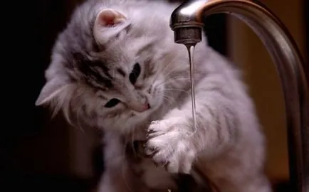 26 pisici haioase care iubesc să înoate