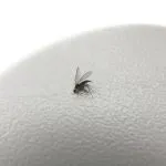 7 moduri de cât de repede se intarca pisica zgârierea mobila o dată pentru totdeauna