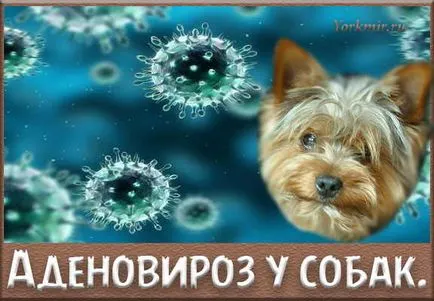 Adenoviroz la câini, cauze, simptome, tratament (adenoviroz) Adenoviroz la câini, cauze, simptome, tratament