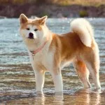 Akita Inu câine fotografie, pret, descriere rasa, caracter, video - watchdog meu