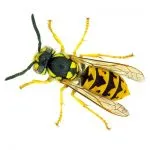 Alergic la mușcăturile de ploșnițe decat periculoase (mușcături) Alergic la mușcăturile de ploșnițe decât periculoase