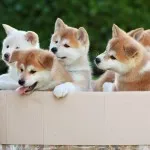 Akita Inu câine fotografie, pret, descriere rasa, caracter, video - watchdog meu