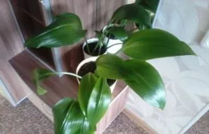 Caracteristici Amazon fotografie crin de cultivare, îngrijire la domiciliu, de ce nu infloreste camera de crin (special) Caracteristici Amazon fotografie crin de cultivare, îngrijire la domiciliu, de ce nu Lily infloreste camera