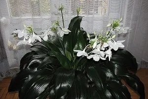 Caracteristici Amazon fotografie crin de cultivare, îngrijire la domiciliu, de ce nu infloresc cameră crin (de ce) Caracteristici Amazon fotografie crin de cultivare, îngrijire la domiciliu, de ce nu Lily infloreste camera