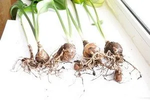 Caracteristici Amazon fotografie crin de cultivare, îngrijire la domiciliu, de ce nu floare crin dormitor (crin) Caracteristici Amazon fotografie crin de cultivare, îngrijire la domiciliu, de ce nu Lily infloreste camera