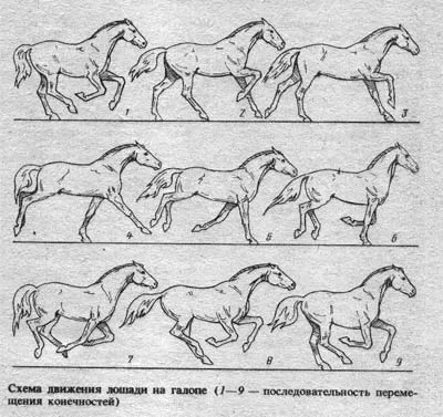 gaits de cai