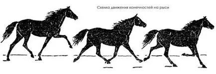 Cai Paces, gaits cai amble trap Canter pas sari, sprijinind faza de mișcare neacceptată