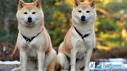 Akita Inu Descriere câine rasa (câine) Akita Inu descriere câine rasa