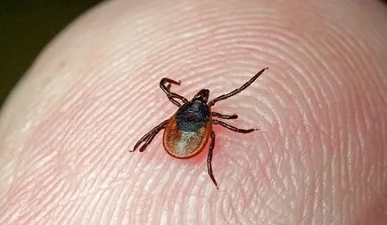 Alergic la mușcăturile de simptome ploșnițe, tratament (ploșnițe) Alergic la mușcăturile de simptome ploșnițe, tratament