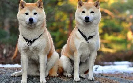 Akita Inu câine fotografie, pret, descriere rasa, caracter, video - watchdog meu
