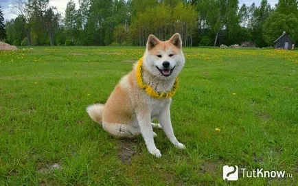 Akita Inu Descriere caine rasa (descriere) Akita Inu descriere câine rasa