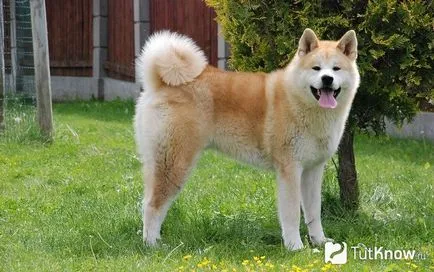Akita Inu Descriere câine rasa (câine) Akita Inu descriere câine rasa
