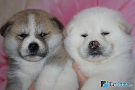 Akita Inu Descriere caine rasa (rasa) Akita Inu descriere câine rasa