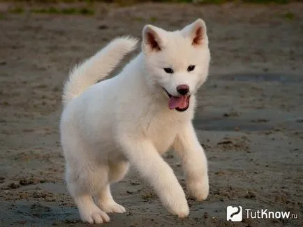Akita Inu Descriere câine rasa (câine) Akita Inu descriere câine rasa