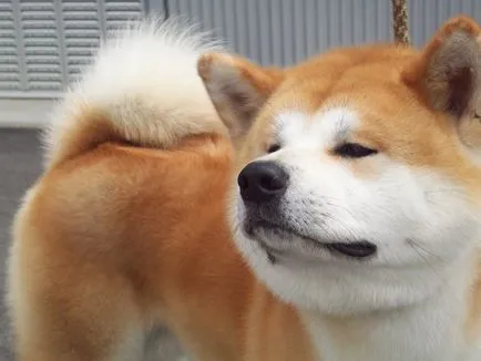 Akita Inu, loial Hachiko (Akita) Akita Inu, loial Hachiko