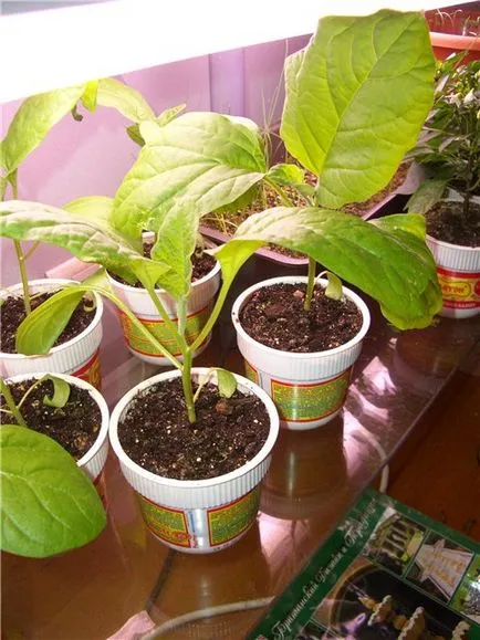 Agrotehnică prin cultivarea de răsaduri de vinete, violete planeta (creștere) cultivarea Echipamente agricole de puieți de vinete prin intermediul, planeta violete