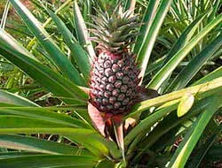 Descriere Ananas, compoziția și utilizarea