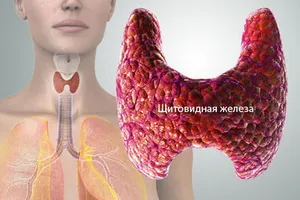 Tiroidiană fotografie Anatomia, în cazul în care glanda tiroidă și structura sa