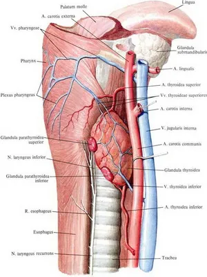 Tiroidiană fotografie Anatomia, în cazul în care glanda tiroidă și structura sa