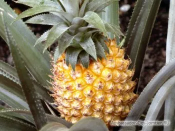 Descriere Ananas, proprietăți și depozitare utile, cum să mănânce ananas (util) Descriere Ananas, proprietăți și depozitare utile, cum să mănânce ananas