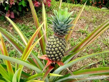 Descriere Ananas, proprietăți și depozitare utile, cum să mănânce ananas (iarbă) Descriere Ananas, proprietăți și depozitare utile, cum să mănânce ananas