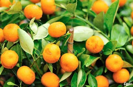 Orange - proprietăți utile și dăunătoare ale portocaliu
