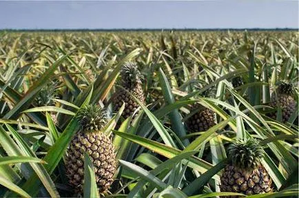 Ananas - este un fruct sau fructe Descriere și proprietăți utile de ananas (proprietăți) Ananas - este un fruct sau fructe Descriere și utile proprietăți de ananas