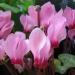 Azalea cum să aibă grijă la domiciliu, în cazul în care frunzele uscate, foto, video