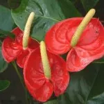 Azalea cum să aibă grijă la domiciliu, în cazul în care frunzele uscate, foto, video