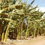 Banane descriere, tipuri, calorii, proprietăți benefice (poze)