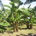 Banane descriere, tipuri, calorii, proprietăți benefice (poze)