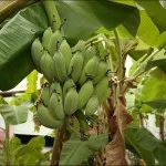 Banane descriere, tipuri, calorii, proprietăți benefice (poze)