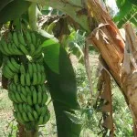 Banane descriere, tipuri, calorii, proprietăți benefice (poze)