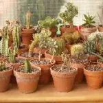 Azalea cum să aibă grijă la domiciliu, în cazul în care frunzele uscate, foto, video