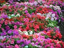 Impatiens - camera si gradina, soiuri balsamului, fotografii, flori preferate