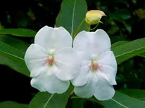 Impatiens - camera si gradina, soiuri balsamului, fotografii, flori preferate