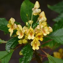 Impatiens - camera si gradina, soiuri balsamului, fotografii, flori preferate