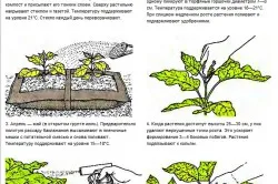 cultivarea Vinete și întreținere, agricole (creștere) cultivarea Vinete și întreținere, agricole