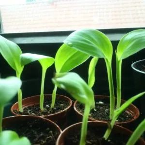 Banana, cum să crească o banana la domiciliu, flori de vis