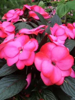 soiuri de camere foto Impatiens și de îngrijire la domiciliu balsamului (camera) Impatiens cameră foto și soiuri de îngrijire la domiciliu balsamului