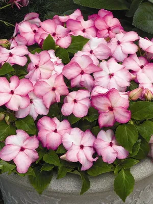 soiuri de camere foto Impatiens și de îngrijire la domiciliu balsamului (de îngrijire) Impatiens cameră foto și soiuri de îngrijire la domiciliu balsamului