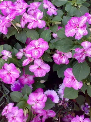 soiuri de camere foto Impatiens și de îngrijire la domiciliu balsamului (camera) Impatiens cameră foto și soiuri de îngrijire la domiciliu balsamului