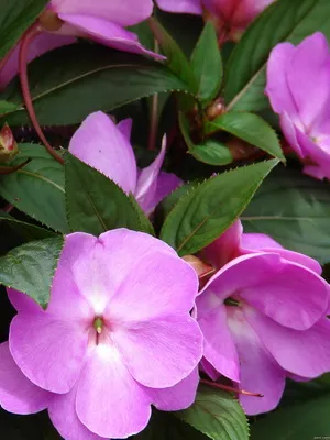 soiuri de camere foto Impatiens și de îngrijire la domiciliu balsamului (de îngrijire) Impatiens cameră foto și soiuri de îngrijire la domiciliu balsamului