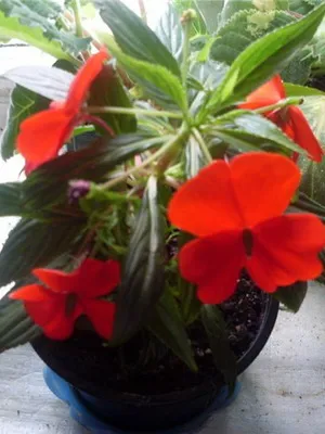 soiuri de camere foto Impatiens și de îngrijire la domiciliu balsamului (camera) Impatiens cameră foto și soiuri de îngrijire la domiciliu balsamului