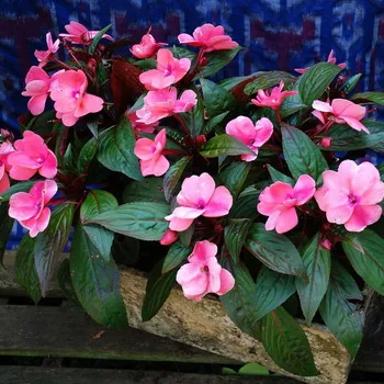 Impatiens soiuri foto și camera de îngrijire la domiciliu balsamic (Impatiens) Impatiens cameră foto și soiuri de îngrijire la domiciliu balsamului