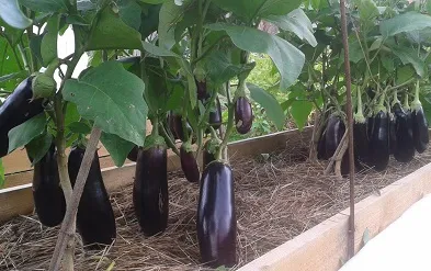 Vinetele și ardei într-o seră ca plantă și să crească împreună ca formând, fie (a) Vinetele și ardeii într-o seră ca o plantă și să crească împreună, ca formare, fie