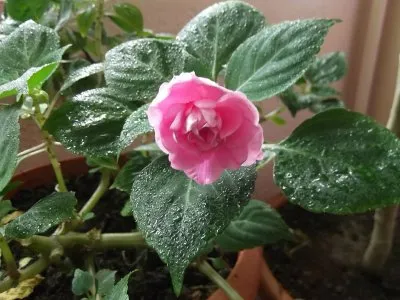 Impatiens - patria cameră de flori, descriere, fotografie