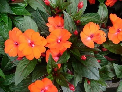Impatiens - patria cameră de flori, descriere, fotografie